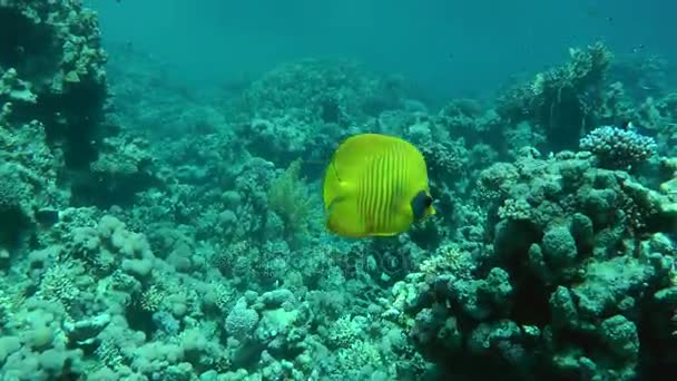 Blaueckschmetterlingsfisch (chaetodon semilarvatus) auf dem Hintergrund des Riffs. — Stockvideo