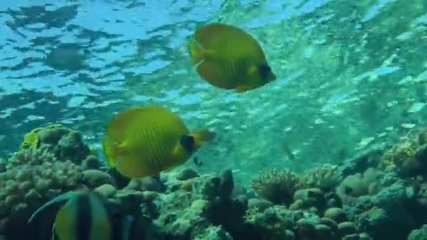 Ett par Bluecheek fjärilsfisk (Chaetodon semilarvatus) på bakgrunden av revet. — Stockvideo