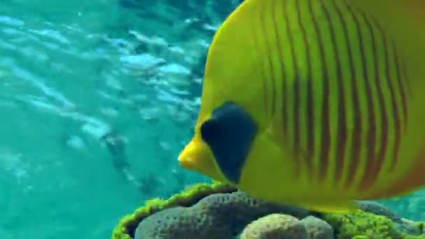 A pair of Bluecheek butterflyfish (Chaetodon semilarvatus) on the background of the reef. — Stock Video
