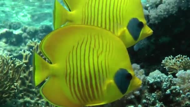 Un paio di pesci farfalla dalle guance azzurre (Chaetodon semilarvatus) sullo sfondo della barriera corallina . — Video Stock