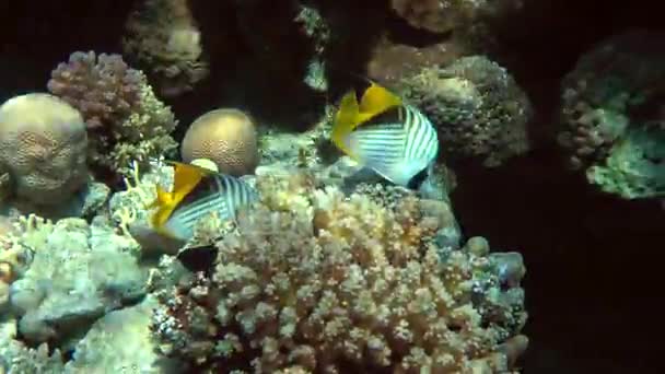 Пара тредфиновых бабочек (Chaetodon auriga) на фоне кораллов . — стоковое видео