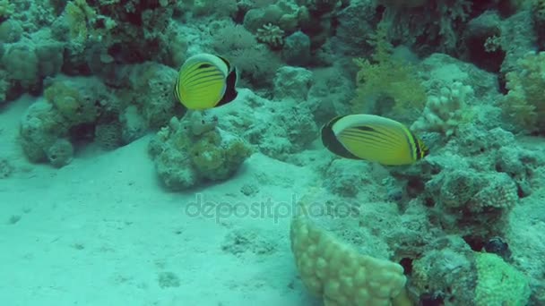 Een paar Blacktail koraalvlinder (Chaetodon austriacus) op de achtergrond van de koralen. — Stockvideo