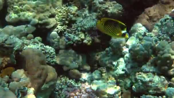 Diagonální butterflyfish (Chaetodon fasciatus) na pozadí korálů. — Stock video