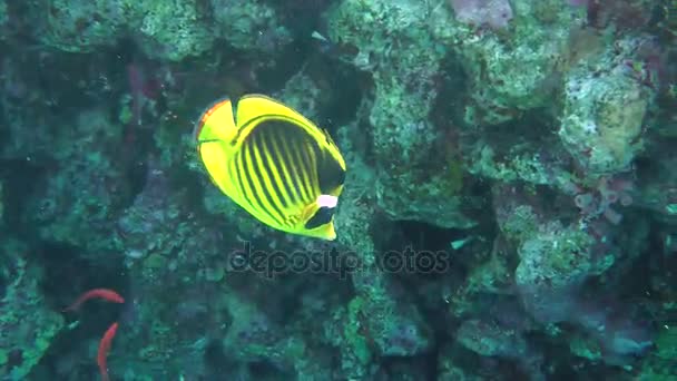 Диагональная бабочка (Chaetodon fasciatus) на фоне кораллов . — стоковое видео