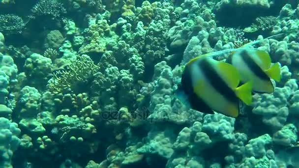Ett par Red Sea Bannerfish (Heniochus intermedius) mot bakgrund av koraller. — Stockvideo