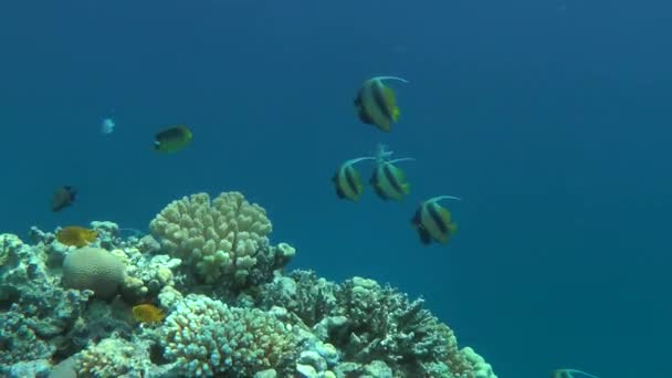 En flock Red Sea Bannerfish (Heniochus intermedius) mot koraller. — Stockvideo