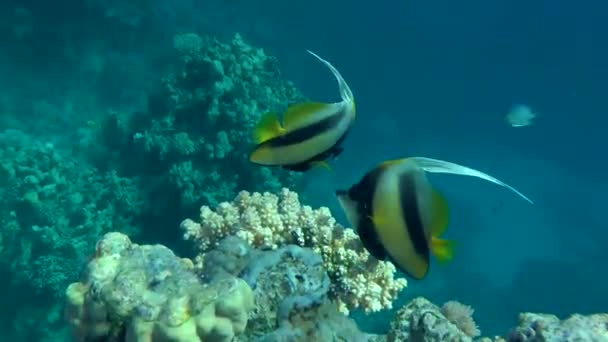 산호의 배경에 여러 홍 Bannerfish (Heniochus intermedius). — 비디오