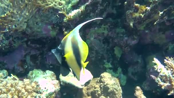 Een paar rode zee Bannerfish (Heniochus intermedius) tegen koralen. — Stockvideo