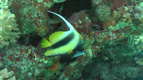 Bir arka planda mercanlar Kızıldeniz Bannerfish (Heniochus intermedius). — Stok video