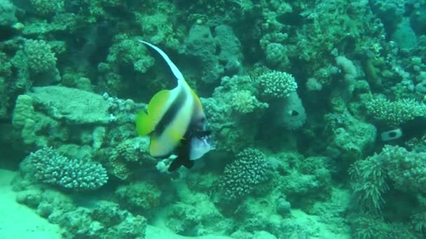 Un par de Bannerfish del Mar Rojo (Heniochus intermedius) contra los corales . — Vídeo de stock