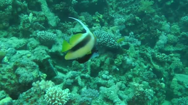 Red Sea Bannerfish (Heniochus intermedius) on a background of corals. — Stock Video