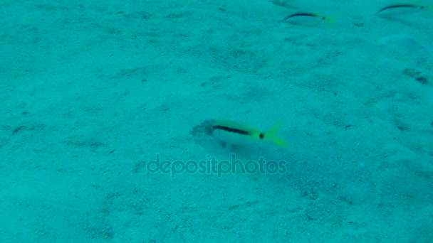 Pez cabra del Mar Rojo (Parupeneus forsskali) y wrasse de cuadros (Halichoeres hortulanus ). — Vídeo de stock