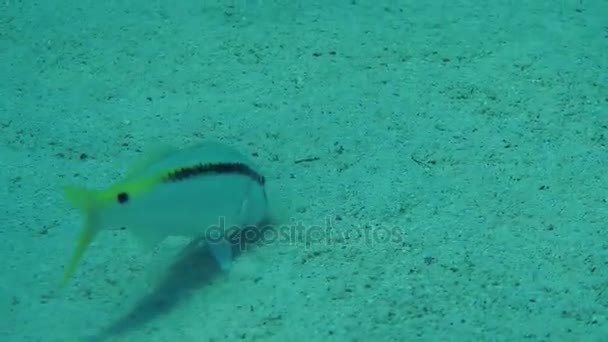 Ikan kambing Laut Merah (Parupeneus forsskali) di dasar berpasir . — Stok Video