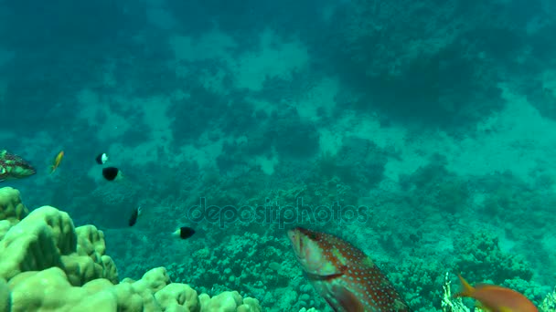 Mérou corail (Cephalopholis miniata) sur fond de coraux . — Video