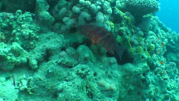 Korall Grouper (Cephalopholis miniata) på bakgrund av koraller. — Stockvideo