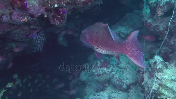 豹斑 (Plectropomus pessuliferus) 对珊瑚. — 图库视频影像