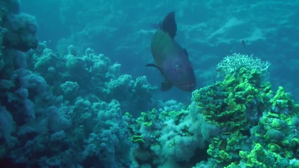 Пара Leopard морський окунь (Plectropomus pessuliferus) проти за корали. — стокове відео