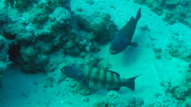 Leopar orfoz (Plectropomus pessuliferus) çifti bir mercan karşı.