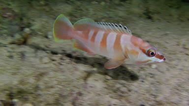 Siyah uçlu orfoz (Epinephelus fasciatus) alt karşı.