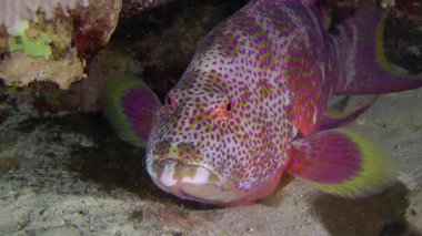 Lyretail orfoz (Variola louti).