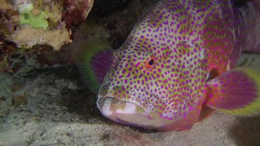 Lyretail orfoz (Variola louti).