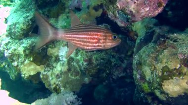 Kaplan Kardinal (Cheilodipterus arabicus)