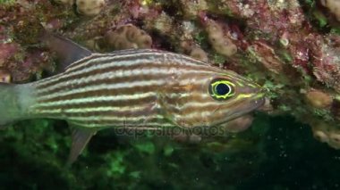 Kaplan Kardinal (Cheilodipterus arabicus)