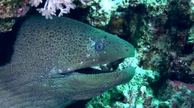 Dev moray (Gymnothorax javanicus) yuva.