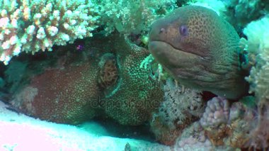 Dev moray (Gymnothorax javanicus) yuva.