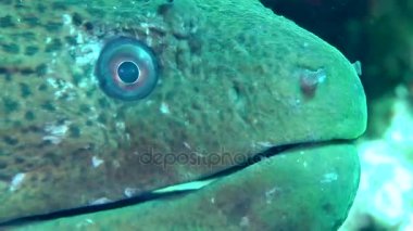 Dev moray (Gymnothorax javanicus) yuva.