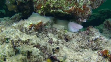 Geometrik moray (Gymnothorax griseus) deliğe sürünür.