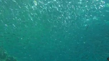 Hardyhead Silverside (Atherinomorus lacunosus büyük bir sürü).