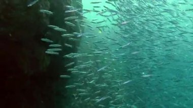 Hardyhead Silverside (Atherinomorus lacunosus büyük bir sürü).