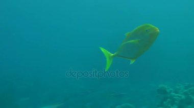 Su sütun Orangespotted trevally (Carangoides bajad).
