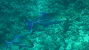 Birkaç mavi yüzgeçli trevally (Caranx melampygus).