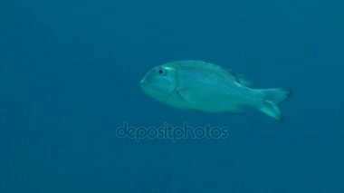 Su sütunu Humpnose büyük göz çipura (Monotaxis grandoculis).