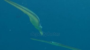 Bluespotted cornetfish (Fistularia commersonii) su sütunu.