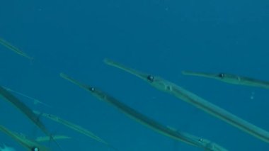 Bluespotted cornetfish (Fistularia commersonii) su sütunu.