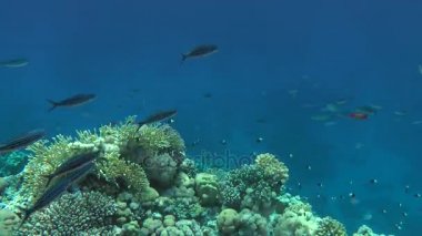 Bir sürü Süveyş Fusilier (Caesio suevica) ve resif üzerinde çizgili fusilier (Caesio striata).