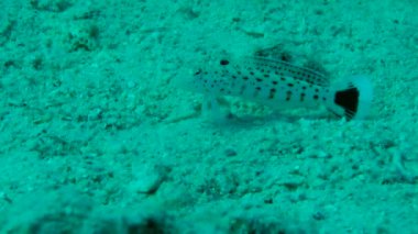 Kumlu altta benekli sandperch (Parapercis hexophtalma).