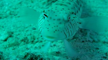 Kumlu altta benekli sandperch (Parapercis hexophtalma).