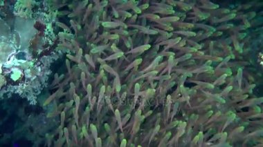 Kumlu altta benekli sandperch (Parapercis hexophtalma).