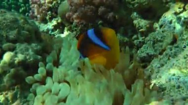 Kumlu altta benekli sandperch (Parapercis hexophtalma).