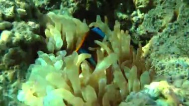 Kumlu altta benekli sandperch (Parapercis hexophtalma).