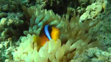 Kumlu altta benekli sandperch (Parapercis hexophtalma).