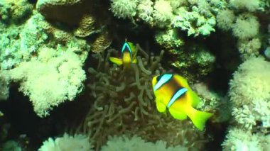 Kumlu altta benekli sandperch (Parapercis hexophtalma).