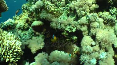 Kumlu altta benekli sandperch (Parapercis hexophtalma).