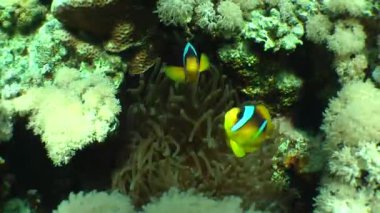 Kumlu altta benekli sandperch (Parapercis hexophtalma).