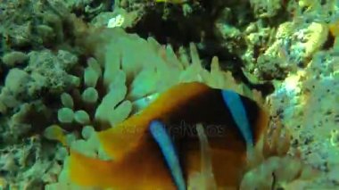 Kumlu altta benekli sandperch (Parapercis hexophtalma).