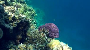 Kumlu altta benekli sandperch (Parapercis hexophtalma).